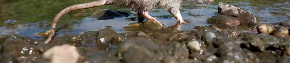 A rat standing by a river, out of frame. All you can see are its paws.